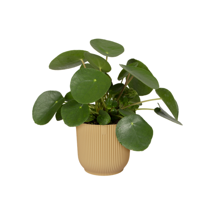 vibes fold rund 18cm buttergelb